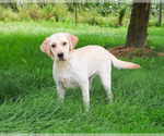 Small #1 Labrador Retriever
