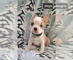 Small Photo #2 Faux Frenchbo Bulldog Puppy For Sale in MINERAL WELLS, WV, USA