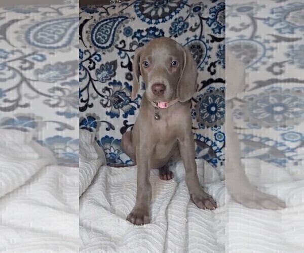 Medium Photo #8 Weimaraner Puppy For Sale in LEWISBURG, KY, USA