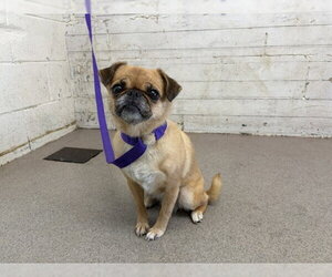 Pug Dogs for adoption in San Bernardino, CA, USA