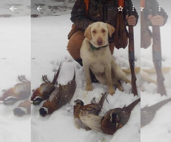 Medium Photo #1 Labrador Retriever Puppy For Sale in ROBINSON, PA, USA