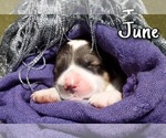 Small Photo #8 Great Pyrenees Puppy For Sale in HILLSVILLE, VA, USA