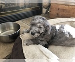 Small #21 Aussiedoodle-Poodle (Standard) Mix