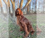 Small Photo #3 Irish Setter Puppy For Sale in Pacolet, SC, USA