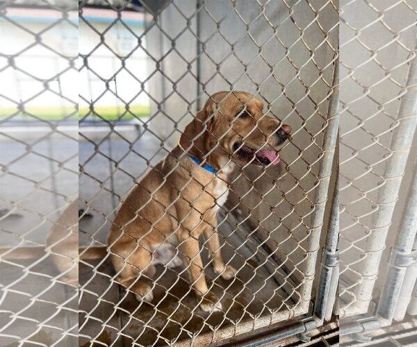 Medium Photo #12 Golden Labrador Puppy For Sale in Fort Worth, TX, USA