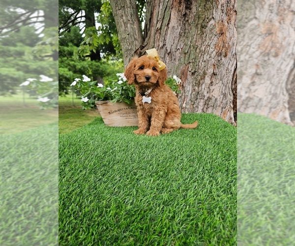 Medium Photo #1 Goldendoodle Puppy For Sale in INDIANAPOLIS, IN, USA