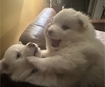 Puppy Juju American Eskimo Dog