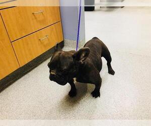 French Bulldog Dogs for adoption in Orange, CA, USA