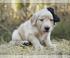 Golden Retriever Puppy for sale in LIBERTY, KY, USA
