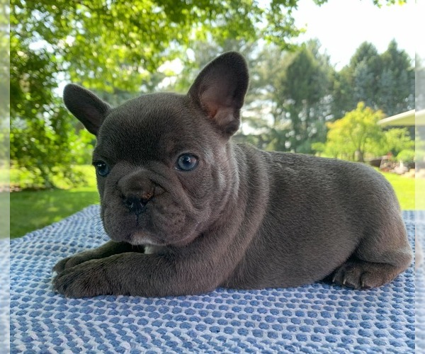 Medium Photo #16 French Bulldog Puppy For Sale in BREMEN, IN, USA