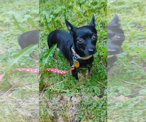 Chihuahua Dogs for adoption in Middlesex, VT, USA