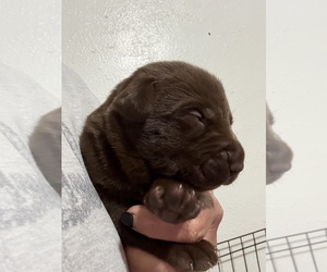Labrador Retriever Puppy for sale in OSYKA, MS, USA