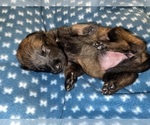 Small Photo #240 Belgian Malinois Puppy For Sale in REESEVILLE, WI, USA