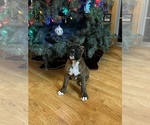 Small Photo #4 Boxer Puppy For Sale in WATERFORD, PA, USA