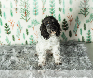 Cock-A-Poo Puppy for sale in MILLERSBURG, IN, USA