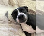 Small #5 Border Collie Mix