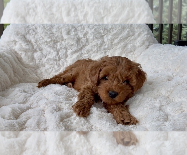 Medium Photo #3 Goldendoodle mix (+ Poodle Miniature) Puppy For Sale in RANDOLPH, WI, USA