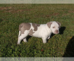 Small Photo #3 American Bully Puppy For Sale in ELLENSBURG, WA, USA