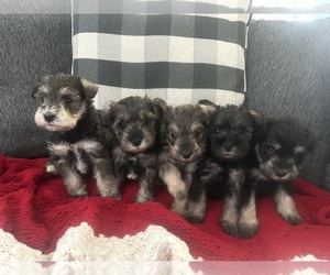 Schnauzer (Miniature) Litter for sale in NAUGATUCK, CT, USA