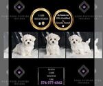Small #1 Maltese