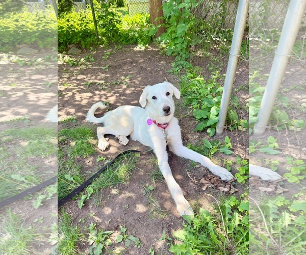 Medium Photo #1 Labrador Retriever-Unknown Mix Puppy For Sale in Minneapolis, MN, USA
