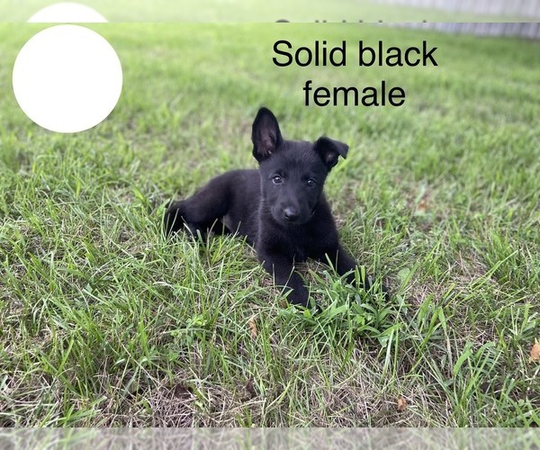 Medium Photo #2 German Shepherd Dog Puppy For Sale in BOLIVAR, MO, USA