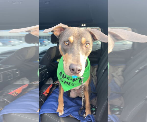 Medium Photo #8 Doberman Pinscher-Unknown Mix Puppy For Sale in Rockaway, NJ, USA