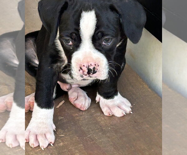 Medium Photo #4 Boxer Puppy For Sale in Mooresville, NC, USA