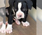 Small #3 Boxer