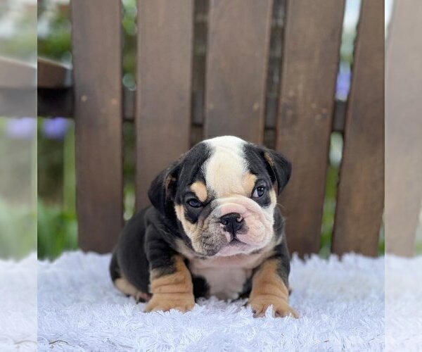 Medium Photo #1 Bulldog Puppy For Sale in NORMAN, OK, USA