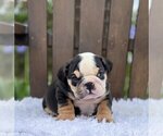 Small Photo #1 Bulldog Puppy For Sale in NORMAN, OK, USA