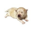 Small #1 Pomeranian