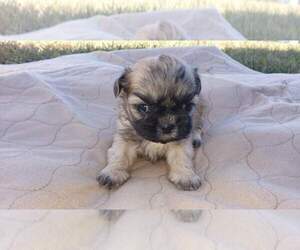 Shih Tzu Puppy for sale in MOUNTAIN GROVE, MO, USA