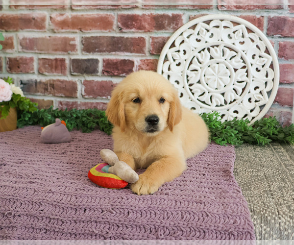 Medium Photo #6 Golden Retriever Puppy For Sale in SYRACUSE, IN, USA