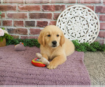Small #5 Golden Retriever