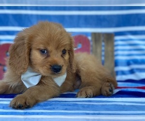 Golden Retriever Puppy for sale in LANCASTER, PA, USA