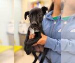 Small Labrador Retriever Mix