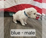 Puppy Blue English Cream Golden Retriever