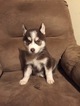 Small Photo #2 Siberian Husky Puppy For Sale in BROXTON, GA, USA