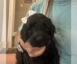 Small #2 Goldendoodle-Poodle (Standard) Mix