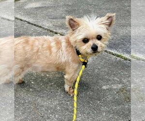 Baby Doll (GA) - Female Bichon Frise-Unknown Mix Dog for Adoption - Photo #19