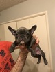 Small Photo #11 French Bulldog Puppy For Sale in GRANADA HILLS, CA, USA