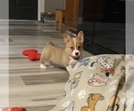 Small #2 Pembroke Welsh Corgi