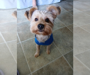 Yorkshire Terrier Puppy for sale in HEISKELL, TN, USA