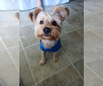 Small Yorkshire Terrier