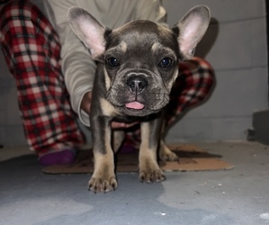 American Bulldog-French Bulldog Mix Puppy for sale in ORLANDO, FL, USA