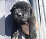 A663168 - Female Labrador Retriever-Unknown Mix Dog for Adoption - Small photo