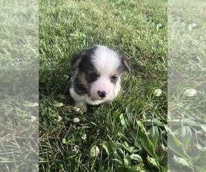 Pembroke Welsh Corgi Puppy for sale in ARTHUR, IL, USA