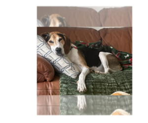 Huck - Male Treeing Walker Coonhound-Unknown Mix Dog for Adoption - Photo #6