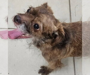 Poodle (Toy)-Unknown Mix Dogs for adoption in Oakland Park, FL, USA